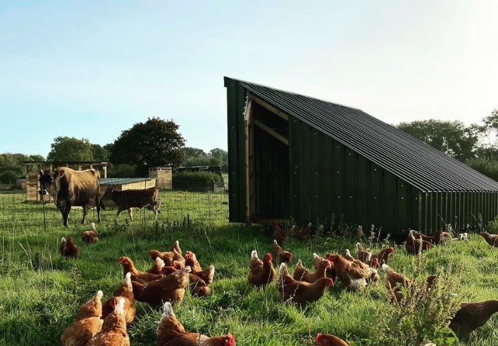 Chickens pecking on lush pasture at One Tree Farm, with a cow in the background and an agricultural structure nearby.