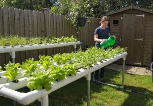 Thriving backyard homestead with a vegetable garden and chickens for self-sufficiency