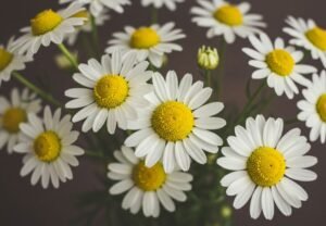 White chamomile flowers with yellow centers used for medicinal tea.