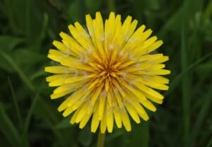 Dandelion plant with yellow flowers and green leaves used for medicinal tea.