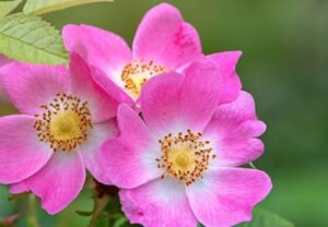 Dog rose plant showing pink flowers and red rose hips used for medicinal tea.