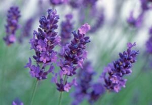Lavender flowers and stems used for calming medicinal tea preparations.